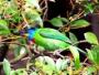 barbet