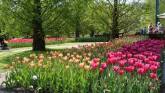 Keukenhof