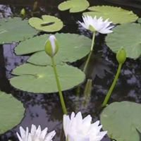 สุชัยพัฒน์ หาญกิตติมงคล